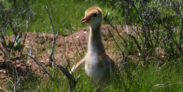 Habitat Restoration Img