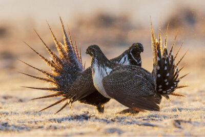 Male Greater Sage-Grouse strutting on an active lek during breeding season, representing habitat types for which development impacts must be offset through mitigation.